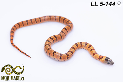 hadi na prodej, mládě, český chov hadů, odchov hadů, mojihadi.cz, lampropeltis mexicana thayeri, Mexican Kingsnake, korálovka mexická, Lampropeltis leonis, Thayer's Kingsnake, Variable Kingsnake, orange, pastelking